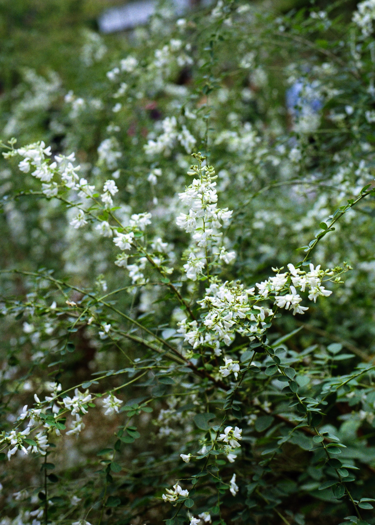 Spiral, Mortality and Blossom