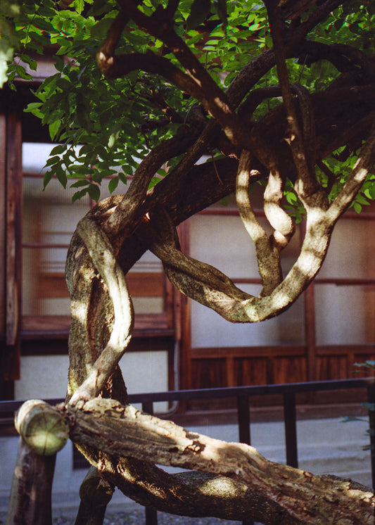 Wisteria